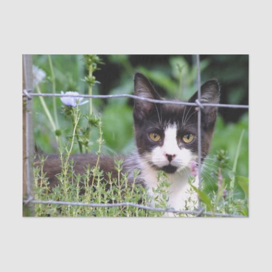 Tuxedo Kitten in de tuin Tissuepapier (Voorkant)