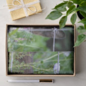 Tuxedo Kitten in de tuin Tissuepapier (Geschenk)