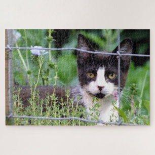 Tuxedo Kitten in de tuin van de puzzel