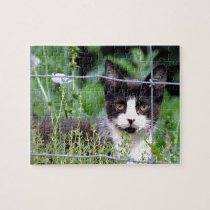 Tuxedo Kitten in de tuin van de puzzel