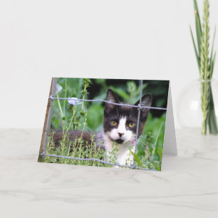 Tuxedo Kitten in de tuin Wenskaart Kaart