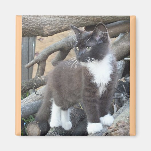 Tuxedo Kitten Magneet (Voorkant)