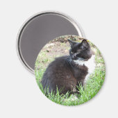 Tuxedo Kitten Magnet (Voorkant / Achterkant)