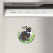 Tuxedo Kitten Magnet (Insitu (Vaatwasser))
