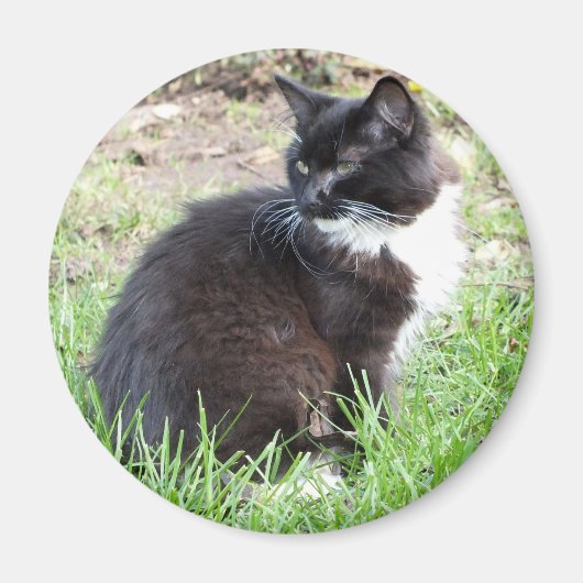 Tuxedo Kitten Magnet (Voorkant)