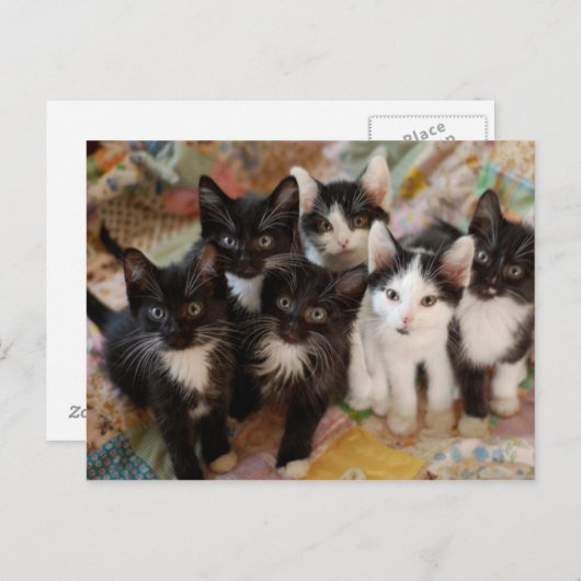 Tuxedo Kittens Briefkaart (Voorkant / Achterkant)