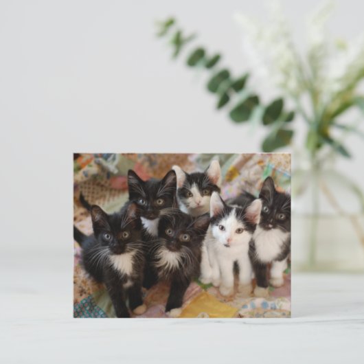 Tuxedo Kittens Briefkaart (Staand voorkant)