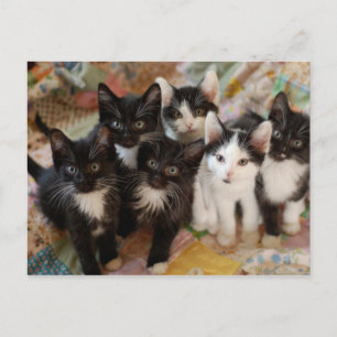 Tuxedo Kittens Briefkaart