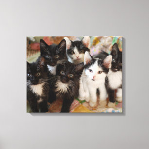 Tuxedo Kittens Canvas Afdruk