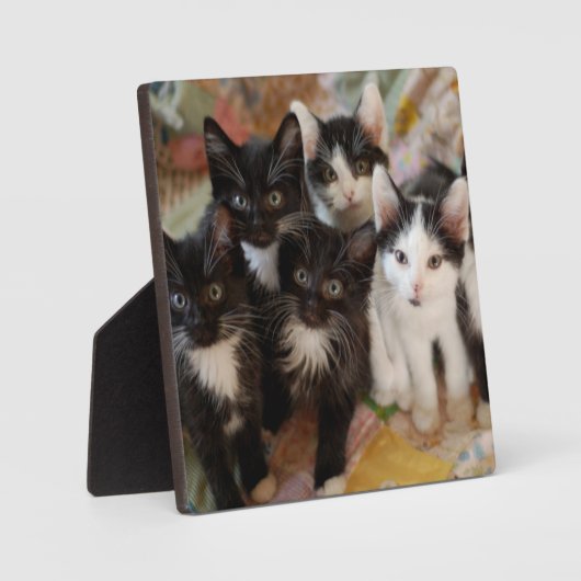 Tuxedo Kittens Fotoplaat (Voorkant)