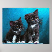tuxedo kittens poster (Voorkant)