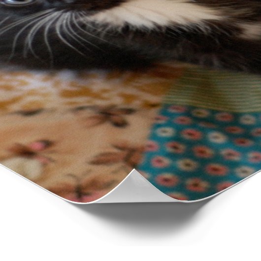 Tuxedo Kittens Poster (Hoek)