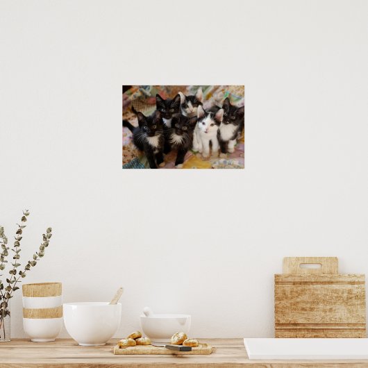 Tuxedo Kittens Poster (Keuken)