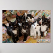 Tuxedo Kittens Poster (Voorkant)