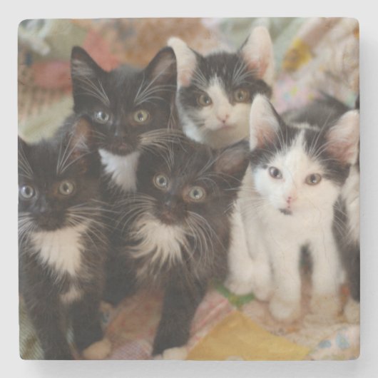 Tuxedo Kittens Stenen Onderzetter (Voorkant)
