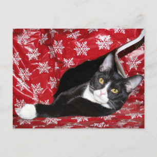 Tuxedo met kerstmis briefkaart