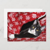 Tuxedo met kerstmis briefkaart (Voorkant / Achterkant)