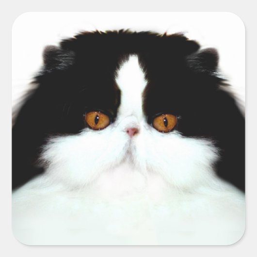 Tuxedo persiaanse kat vierkante sticker (Voorkant)