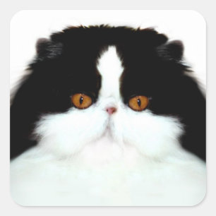 Tuxedo persiaanse kat vierkante sticker