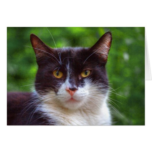 Tuxedo Portrait (Voorkant Horizontaal)