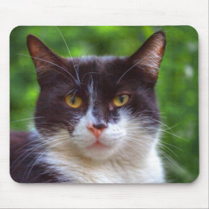 Tuxedo Portrait Muismat