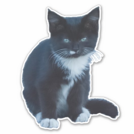 Tuxedo zwart-wit kitten zitten en kijken sticker (Voorkant)