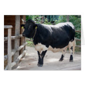 Tuxer Cattle (Voorkant Horizontaal)