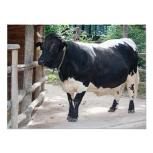 Tuxer Cattle Foto Afdruk