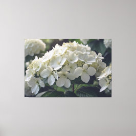 *~* TV2 Zachte Hydrangea Uitgerekte Canvas Print