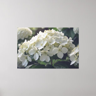 *~* TV2 Zachte Hydrangea Uitgerekte Canvas Print