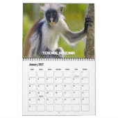 Twaalf apen kalender (Jan 2027)