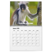 Twaalf apen kalender (Jan 2026)