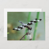 Twaalf Briefkaart met huidplooi (Voorkant / Achterkant)