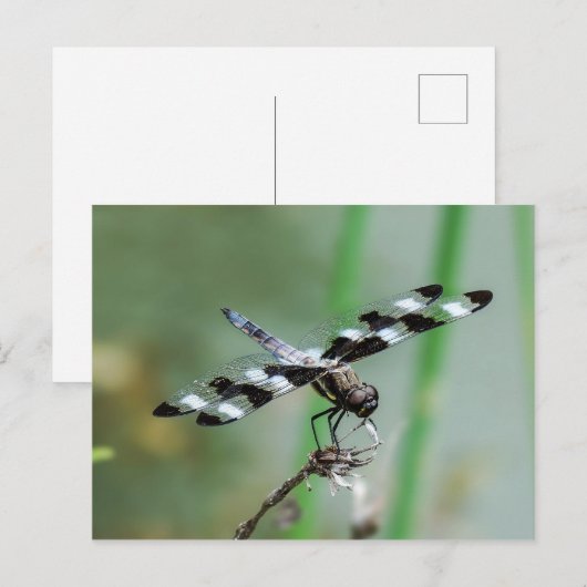 Twaalf Briefkaart met huidplooi (Voorkant / Achterkant)