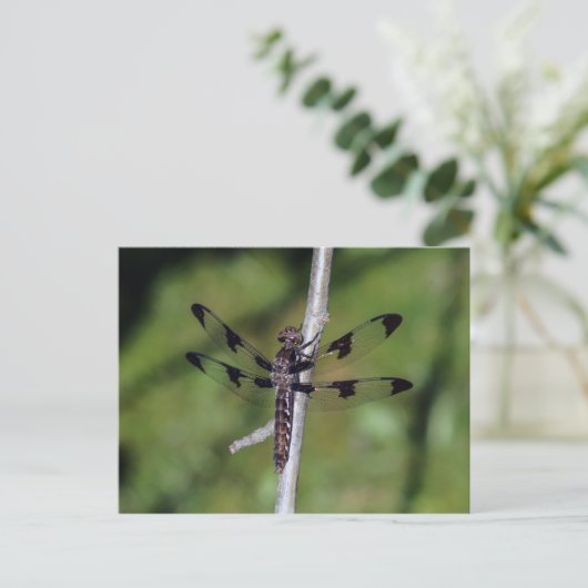 Twaalf Briefkaart met huidplooi (Staand voorkant)