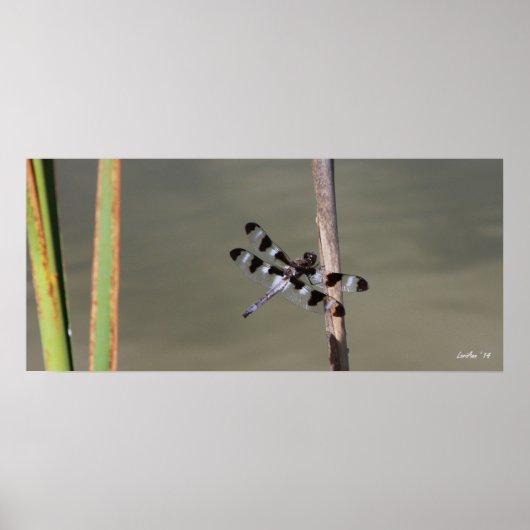 Twaalf gepotte huid 1 poster (Voorkant)