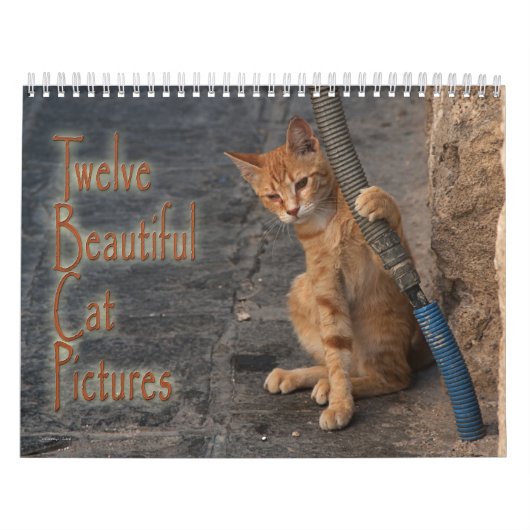 Twaalf prachtige katten Afbeeldingen Kalender (Hoes)