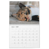 Twaalf prachtige katten Afbeeldingen Kalender (Mar 2027)