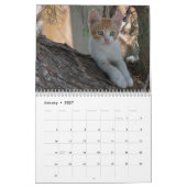 Twaalf prachtige katten Afbeeldingen Kalender (Jan 2027)