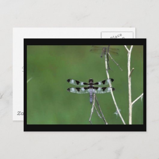 Twaalf-vlek Briefkaart (Voorkant / Achterkant)