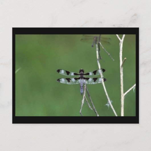 Twaalf-vlek Briefkaart (Voorkant)