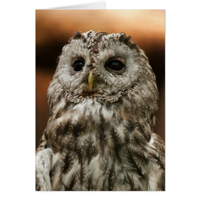 Twany Owl (Voorkant)