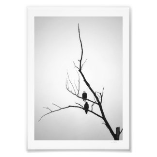 Twee adelaars foto afdruk