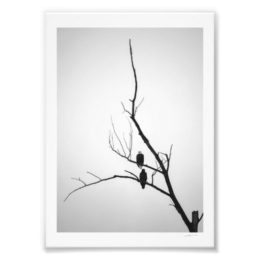 Twee adelaars foto afdruk (Voorkant)