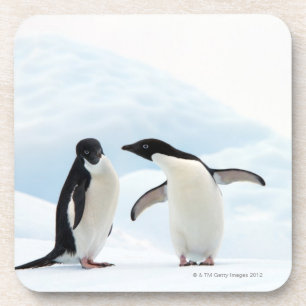 Twee Adelie Penguins die op een ijskap zitten Bier Onderzetter