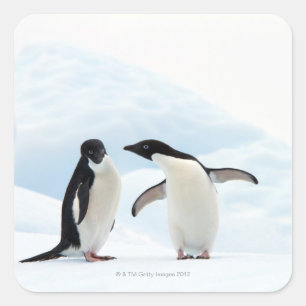 Twee Adelie Penguins die op een ijskap zitten Vierkante Sticker