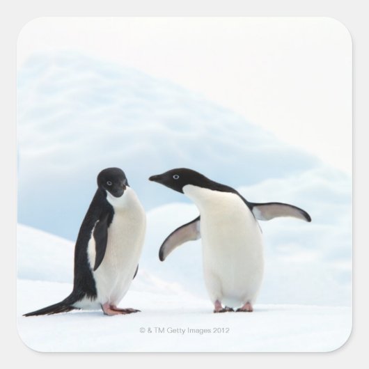 Twee Adelie Penguins die op een ijskap zitten Vierkante Sticker (Voorkant)