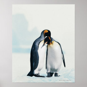 Twee affectionerende pinguïns poster