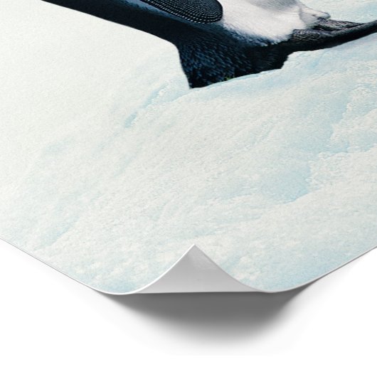 Twee affectionerende pinguïns poster (Hoek)