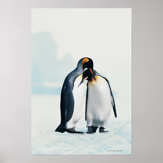 Twee affectionerende pinguïns poster (Voorkant)